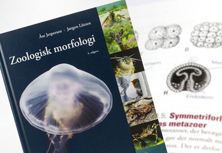 Bogdesign Zoologisk morfologi